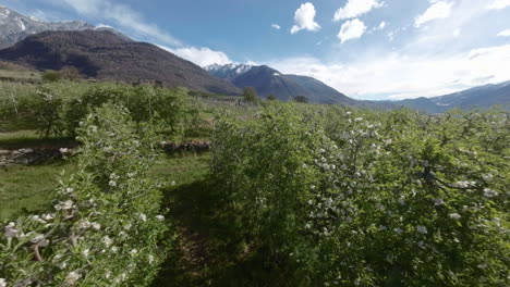 Drone-fpv-flight-closer-to-apple-trees-rows-in-spring