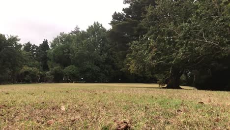 White Dog Running in a Park