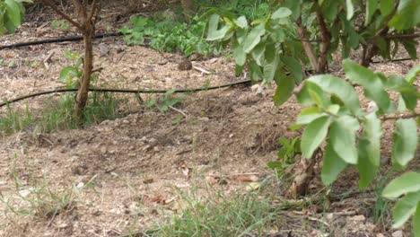 tubería de manguera negra vista en el suelo para el sistema de riego por goteo en sindh, pakistán