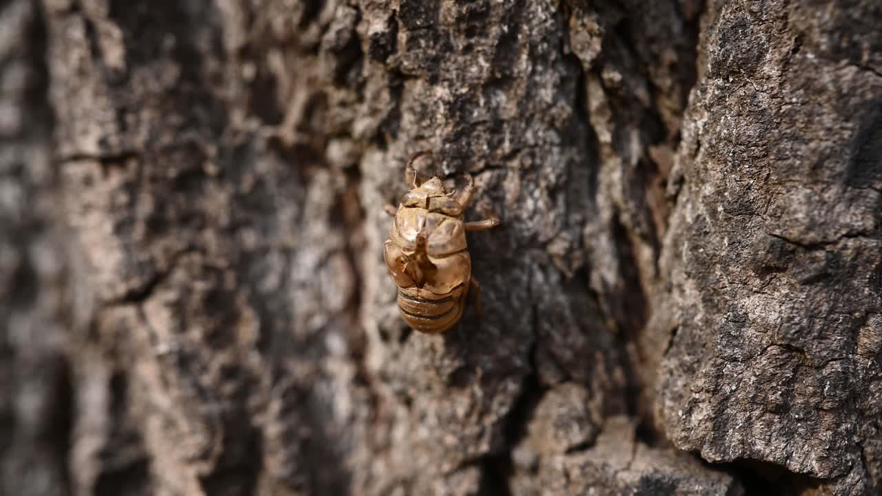 Flood plain cicada shell, the camera moves back