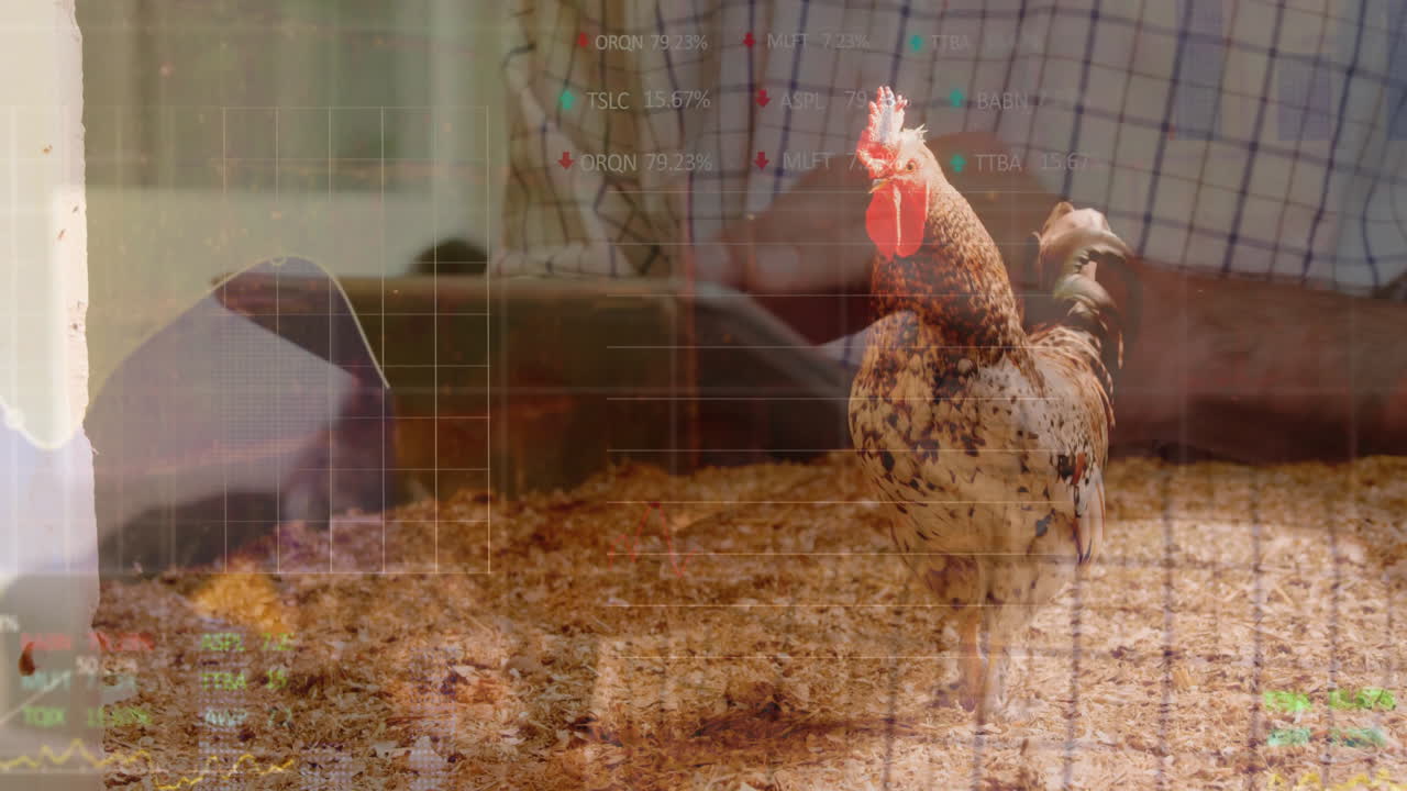 man leaning over pen holding scoop next to rooster standing under stock chart grids overlay