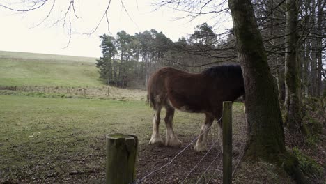 Static-shot-of-a-brown-shire-horse-scratching-its-hair-and-mane-on-a-nearby-tree