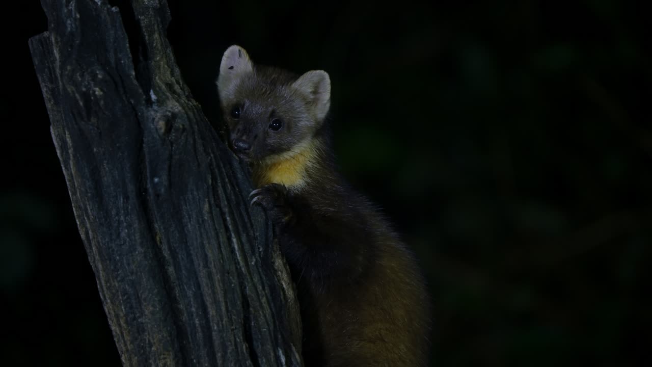 A pine marten peeking from a tree hollow at night in the forest of Drenthe, Netherlands
