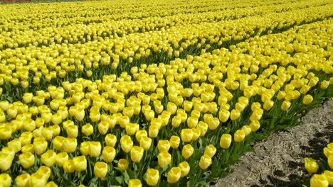 Paisaje-Holandés-Reconocible-Con-Tulipanes-Amarillos-Y-Molino-De-Viento-Icónico