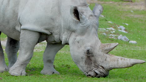 close up of white rhinoceros or square-lipped rhinoceros grazing in nature,4k