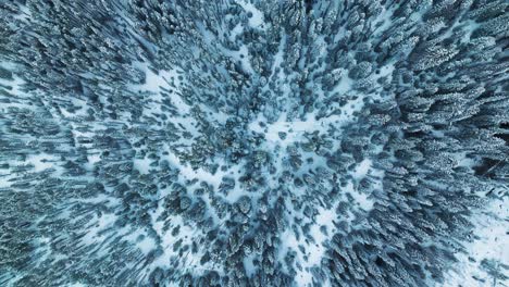 aerial drone top shot descend orbit of a snow covered evergreen forest, frozen treetops creating a dense winter pattern natural backdrop