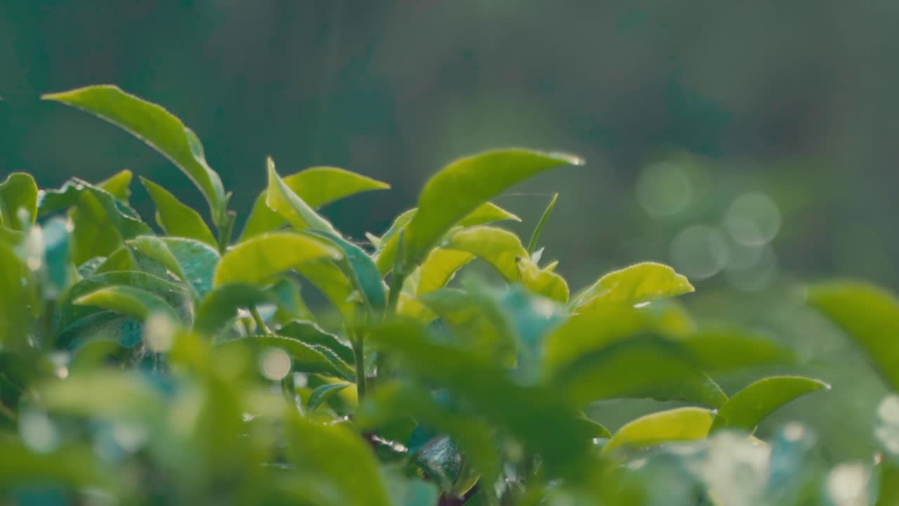 A serene close-up shot of young green tea leaves with fresh morning dew, Perfect for themes related to organic farming, sustainability, herbal products, nature, wellness, or Asian agriculture.
