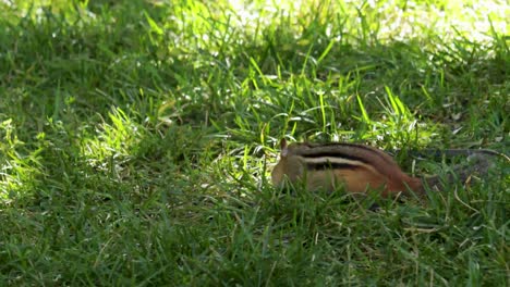 An-Eastern-Chipmunk-moves-from-right-to-left-as-it-forages-for-food-on-a-sunny-day