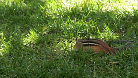 una ardilla listada oriental se mueve de derecha a izquierda mientras busca comida en un día soleado