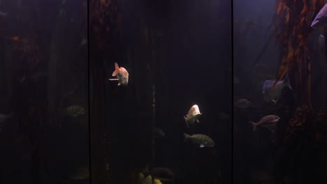 peces nadando en un tanque