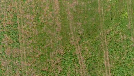 An-Aerial-Close-Up-View-of-Amish-Farmlands-and-Countryside-with-Pumpkin-Fields-on-a-Sunny-Summer-Day