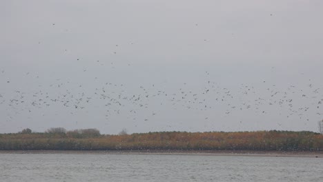 flock of birds flying low over the river on a cloudy day