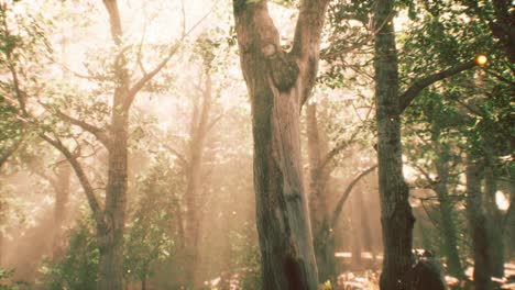 rays of sunlight in a misty forest in autumn