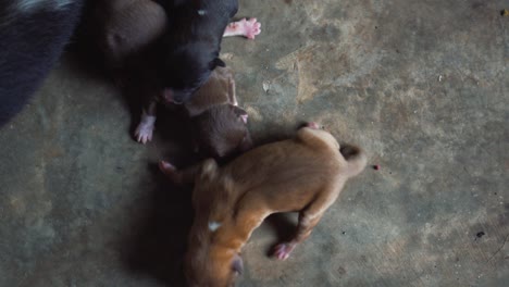 los cachorros asiáticos