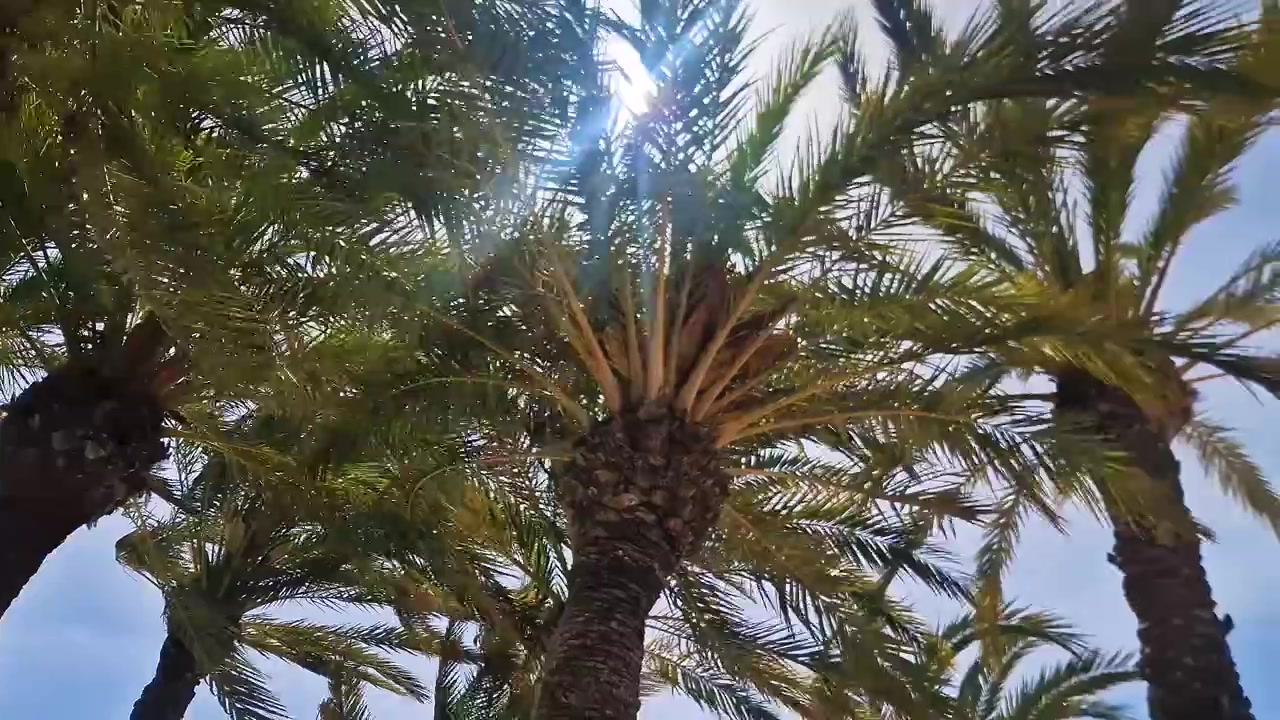 Luz solar brilhante atravessando altas palmeiras em um cenário ensolarado ao ar livre na Espanha.
