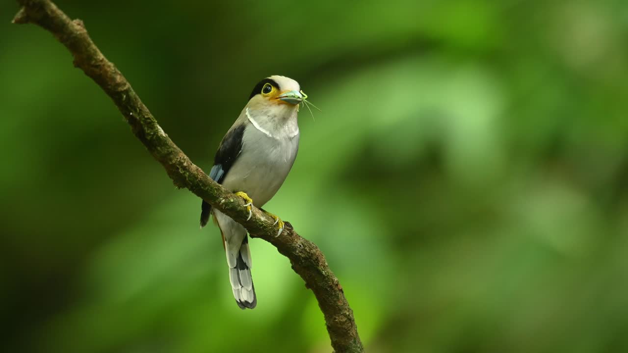 Eurilaimo dal petto argentato, Serilophus lunatus.