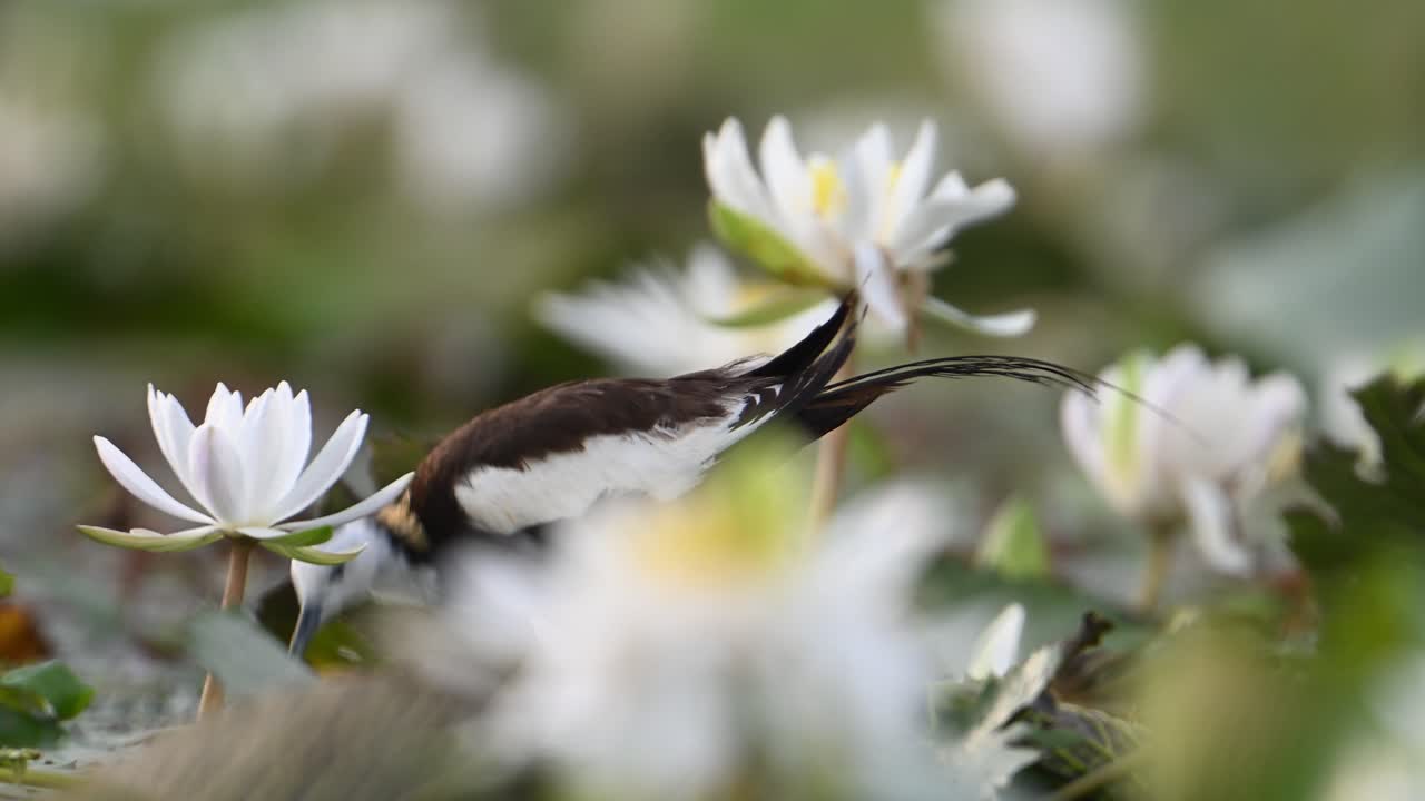 jacana de cola de faisán en el área de humedales por la mañana