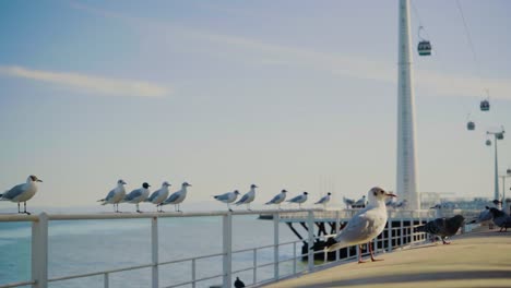 urban city park river lake shore water bridge wind sun sunset blue sky bird pigeon seagull cable car chair lift portugal expo98 steady shot 4k