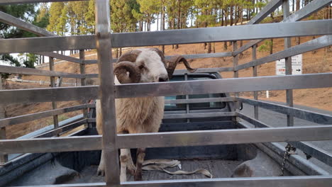 lost horned sheep in the trunk of a pickup truck in a forest during the day