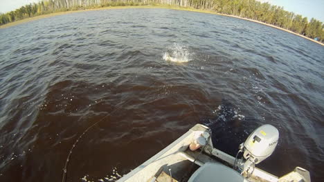 northern pike jumps out of the water when biting a glide bait