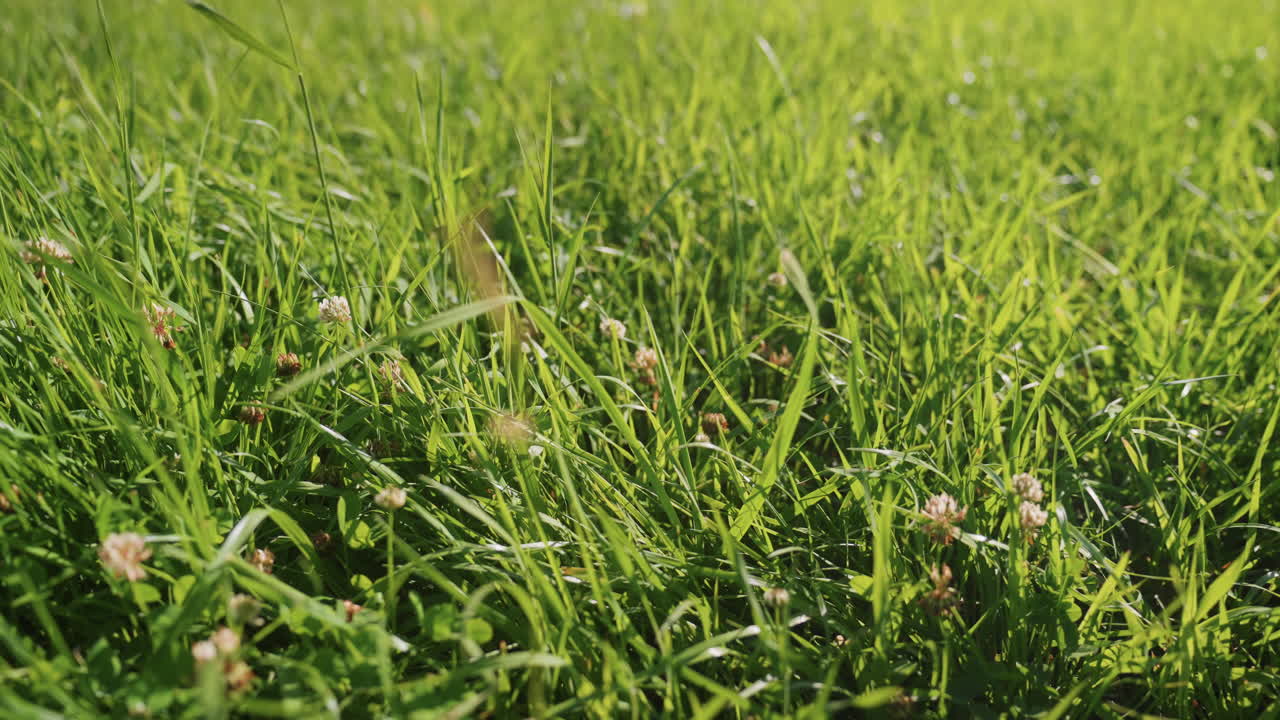 Primo piano di erba verde illuminata dal sole in un parco. La scena del prato evoca la calma di un fine settimana in famiglia, con alberi sfocati in lontananza (effetto bokeh), fiori di trifoglio e una brezza leggera. Una texture naturale ideale per picnic e attività all'aperto.