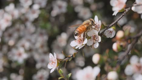 western honey bee sucking sweet nectar from wild manuka flower in spring