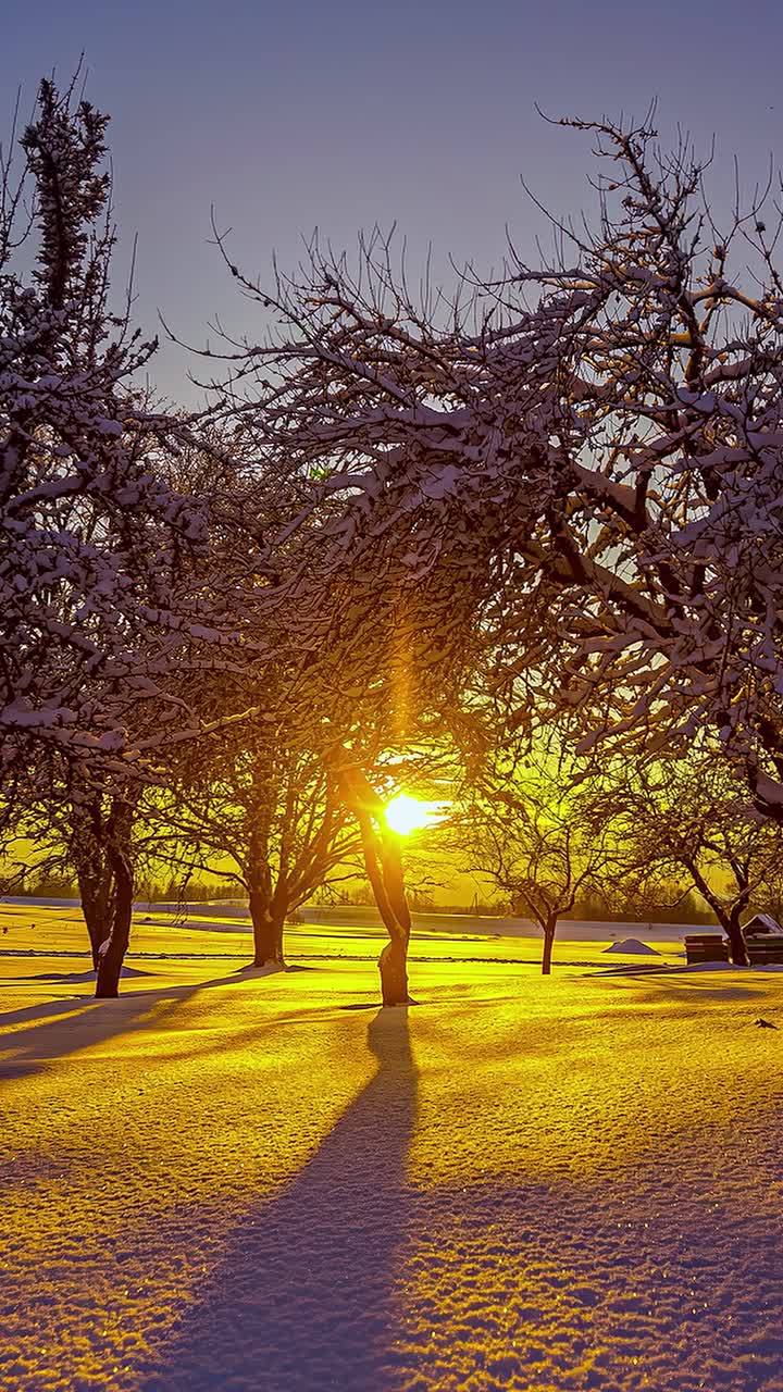 Winter landscape sunset, snow covered forest tree branches, frozen nature timelapse