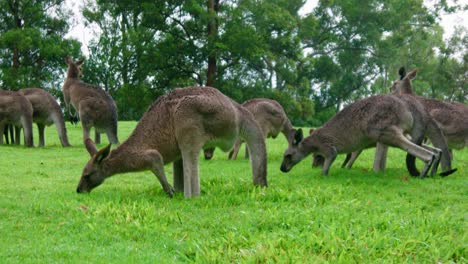 kangaroos grazing in a lush green field