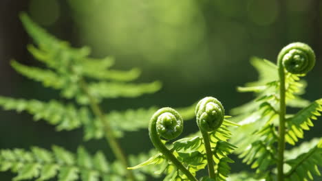 close-up of green fiddlehead ferns unfurling in a forest