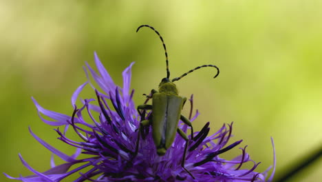 escarabajo de cuernos largos en una flor púrpura