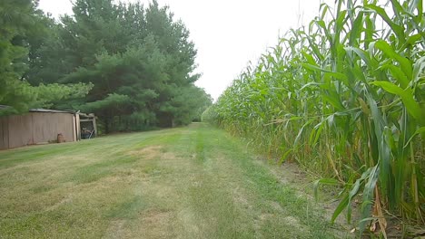 pov driving a small all terrain vehicle on a grassy path along a corn field