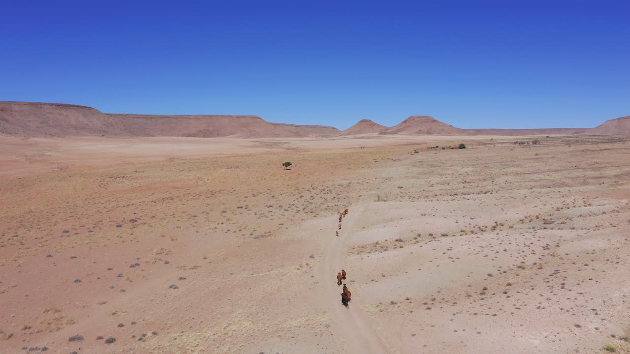 Following a small herd of cows running in Namib desert