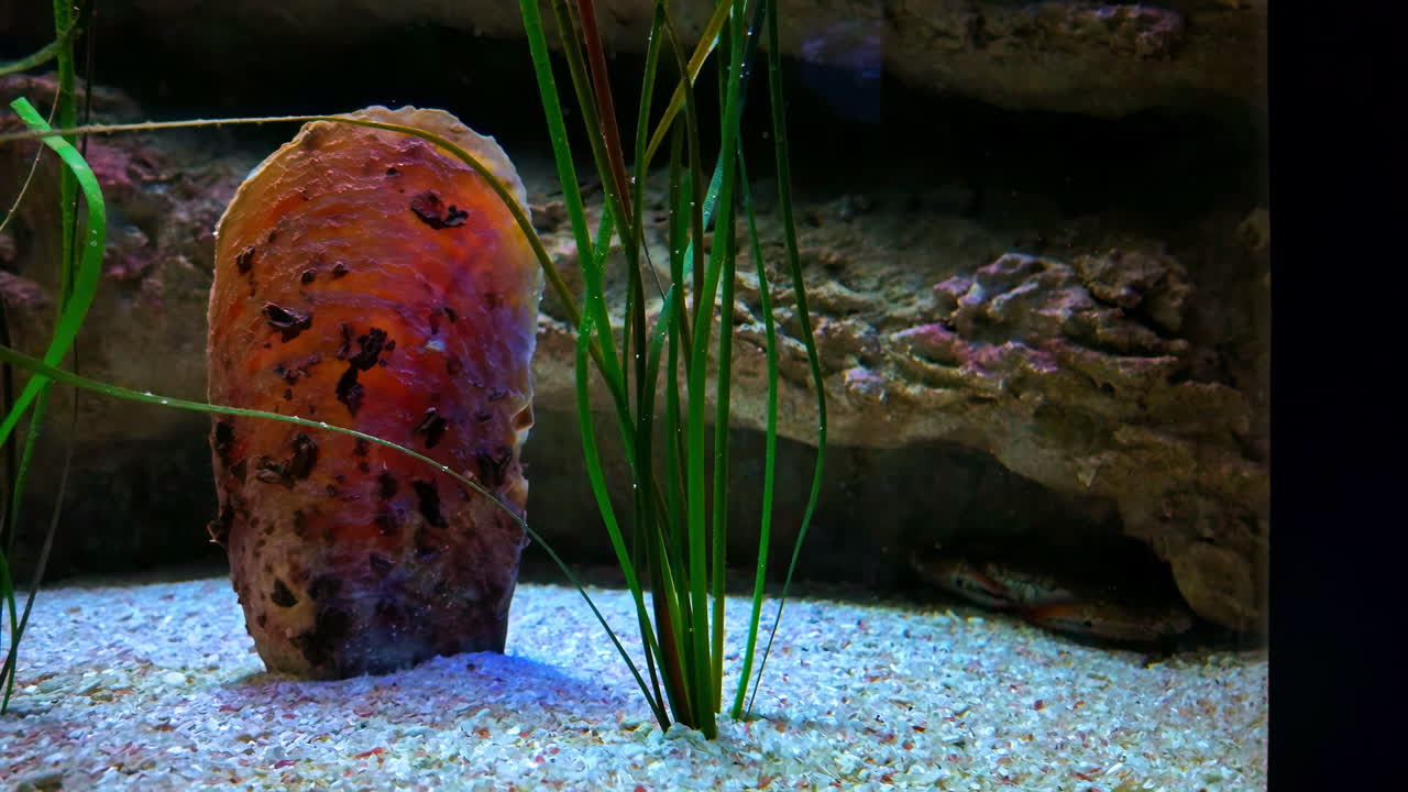 Close-up of a mollusk shell in an aquarium