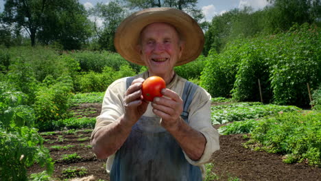 Happy elderly farmer holding a freshly picked tomato in his garden