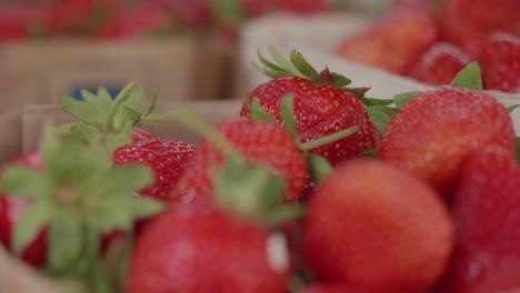 focus pull of strawberries in small boxes at a local farm shop, handheld close-up