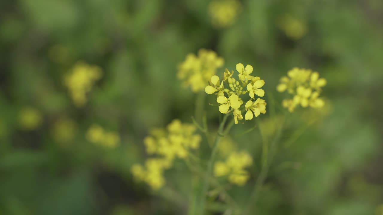 flores de mostaza están floreciendo en el vasto campo