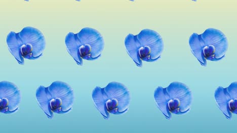 Composition-of-rows-of-blue-flowers-moving-on-blue-background