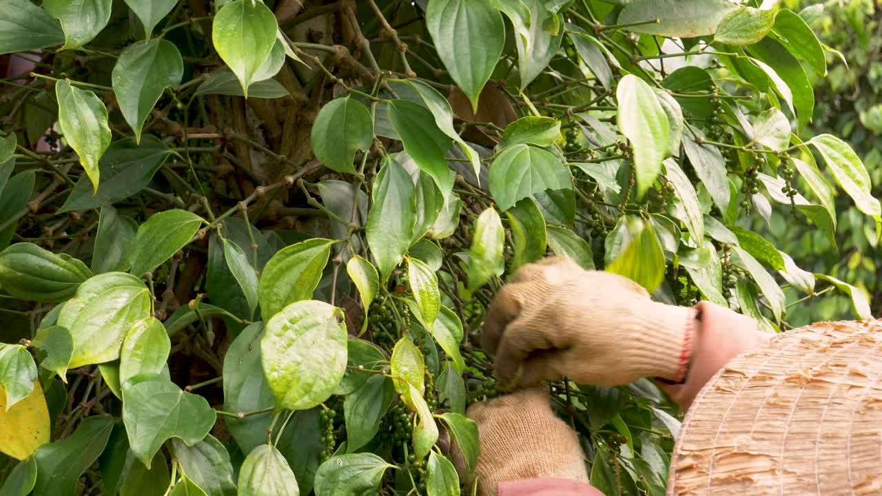Traditional asian farmer picking pepper peppercorn from a plant during harvest season