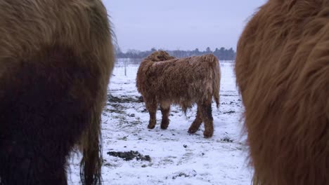 young highland bull between two big ones