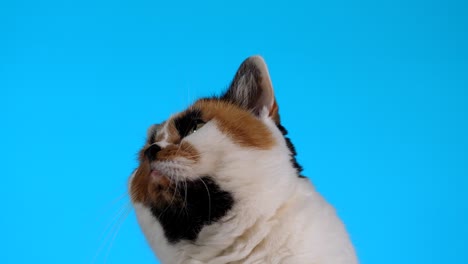 tri-colour cat trying to reach object above on blue background