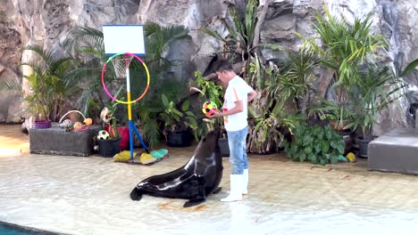 el entrenador interactúa con el león marino en el espectáculo del zoológico