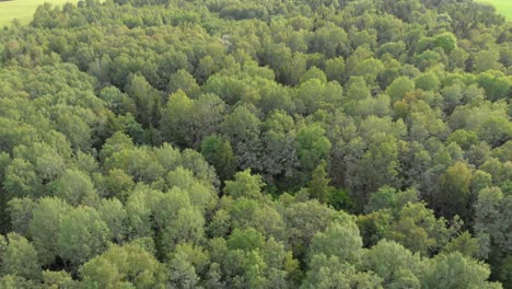 Fly-over-vast-forestry-and-empty-fields-3