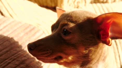 little dog sitting on couch