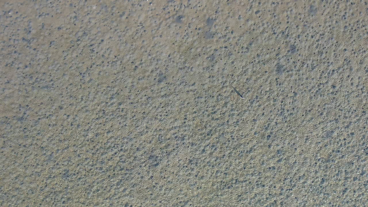 Drone shot of tidal flat with bird stalking prey in the clear water, coastal aerial