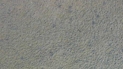 drone shot of tidal flat with bird stalking prey in the clear water, coastal aerial