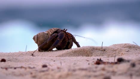 hermit crab during sunset, looking for new big shell at beach