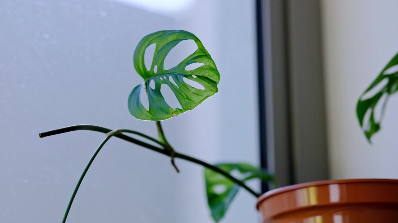 窓辺の鉢植えの小さなモンステラ