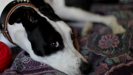 sad looking dog lying on a bed