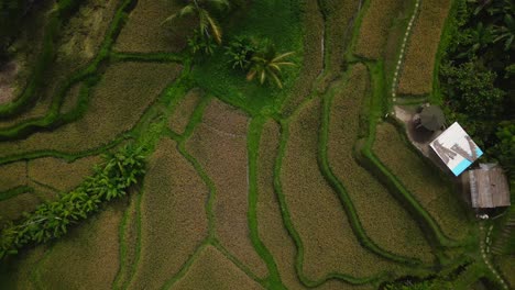 beautiful layers of paddy fields with rice in the balinese countryside