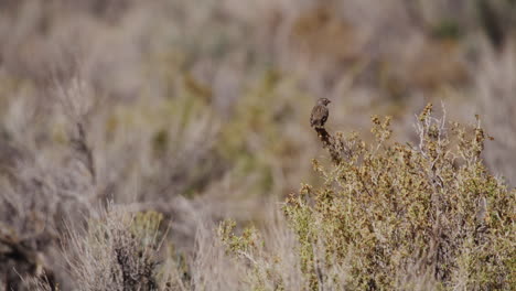 a small song sparrow bird on mojave desert brush in nevada wilderness